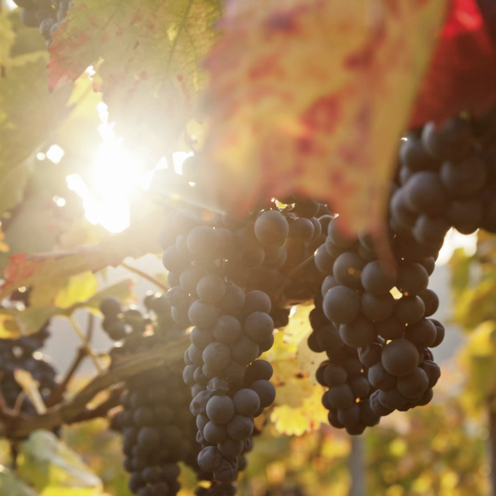 Efterårsvine: Hvad du bør drikke, når bladene falder?